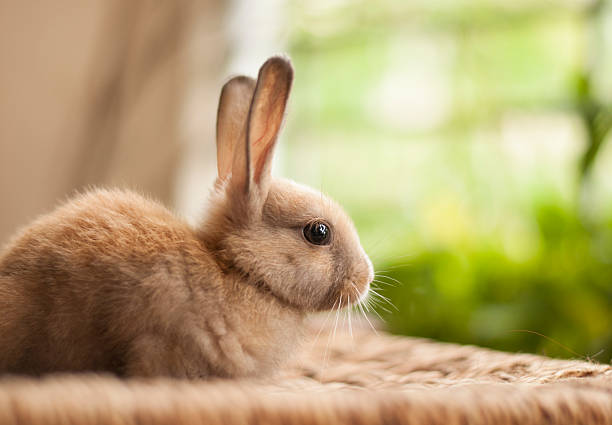 istock Little cute baby bunny 05 469026666
