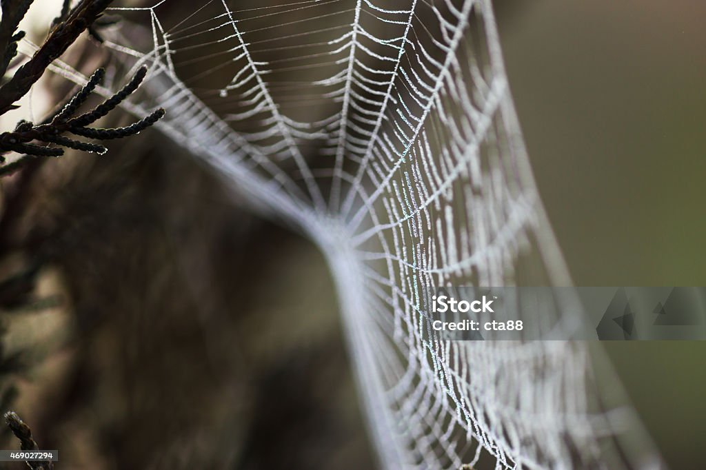 Spider web covered by water droplets Spider web covered by water droplets -selective blur Animal Markings Stock Photo