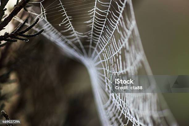 Spider Web Covered By Water Droplets Stock Photo - Download Image Now - Animal Markings, Backgrounds, Close-up