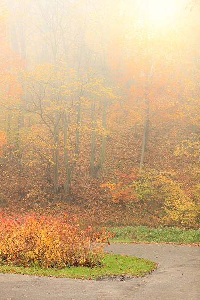 istock Pathway through the misty autumn park 469027392