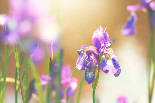 スイレン - lily nature flower macro ストックフォトと画像