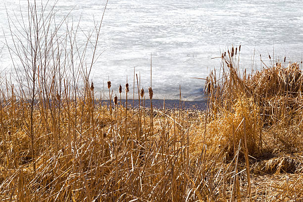 istock Cattails on the Edge of a Lake in Early Spring 469027546