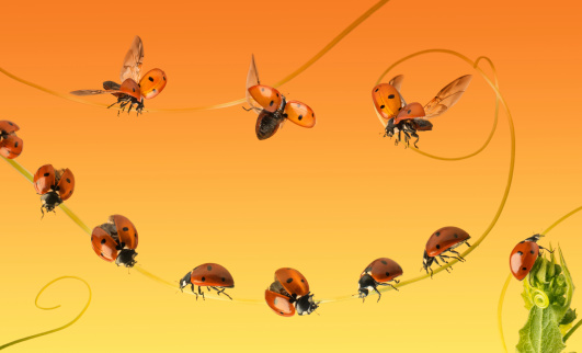 Composition of a cloud of ladybirds on a orange gradient background