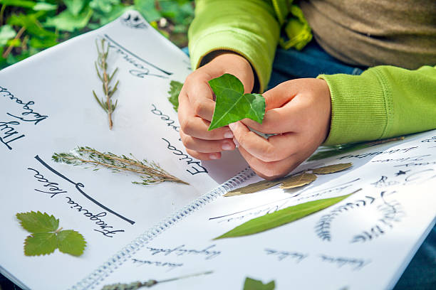 Preparin an herbarium stock photo