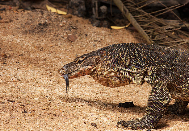 istock Water monitor lizard 469030508