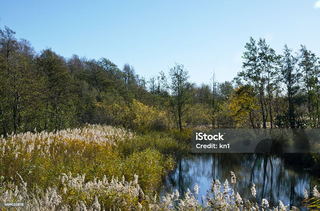 Reed at seaside in autumn Reed at seaside in an autumnal landscape 2015 Stock Photo