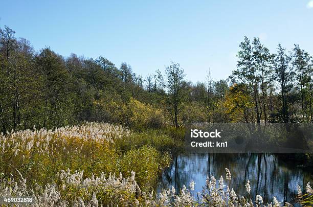 Reed At Seaside In Autumn Stock Photo - Download Image Now - 2015, Alder Tree, Autumn