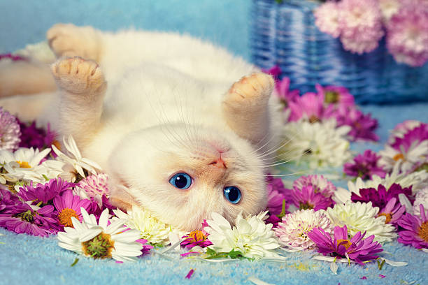 istock Cute kitten lying on the back among flowers 469033132