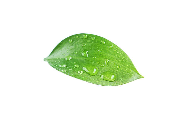 istock Isolated image of a beautiful green leaf 469033374