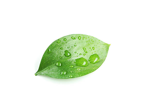 istock Beautiful green leave isolated on white 469033378