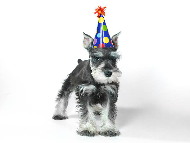 istock Mad Birthday Celebrating Miniature Schnauzer Puppy 469033683
