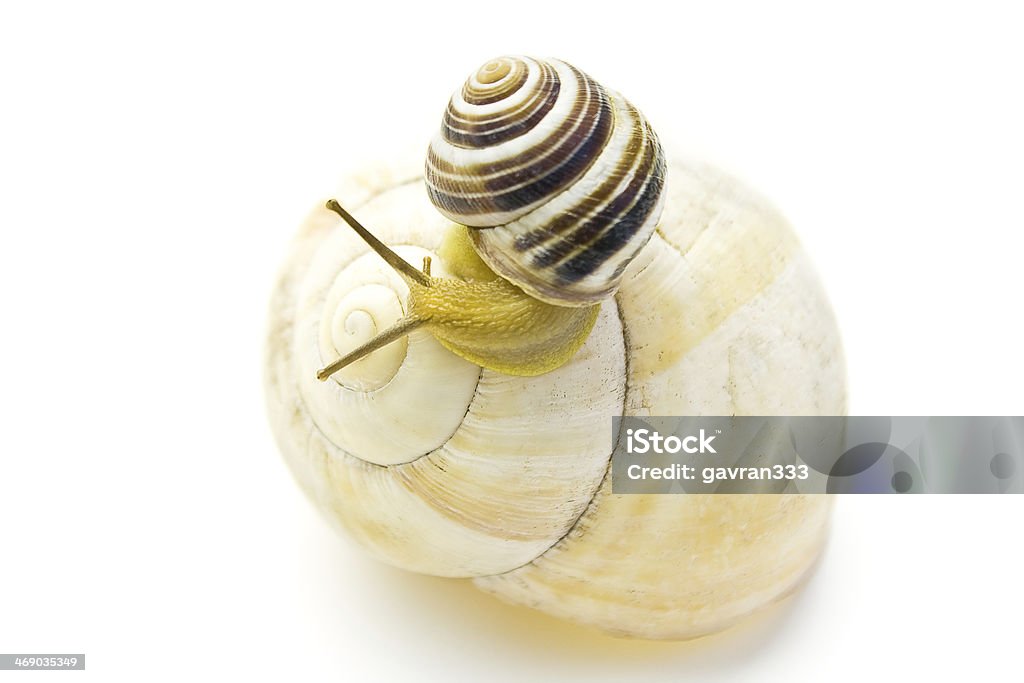 Snail climbs to bigger and nicer house Snail climbs to bigger and nicer house isolated on white Activity Stock Photo