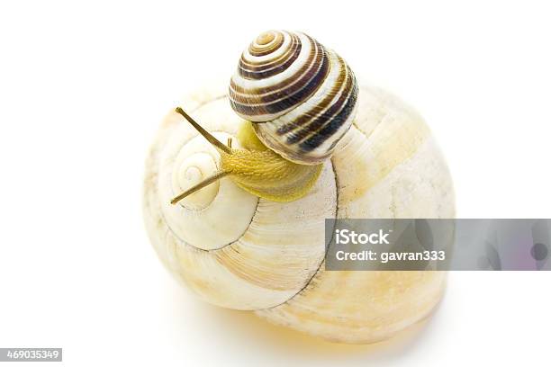Snail Climbs To Bigger And Nicer House Stock Photo - Download Image Now - Activity, Animal, Animal Shell