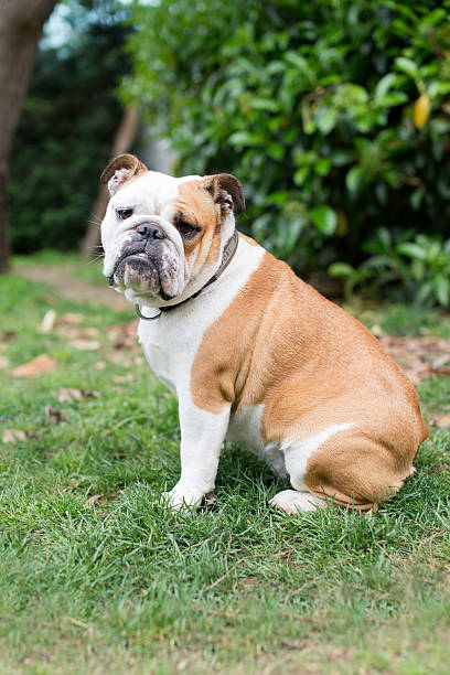 istock English Bulldog 469036024