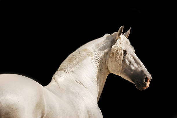 istock andalusian horse on black background 469036436