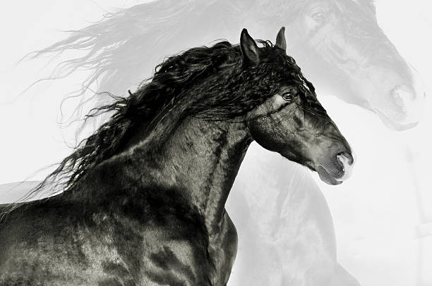 istock bw andalsusian horse expressive portrait 469036456