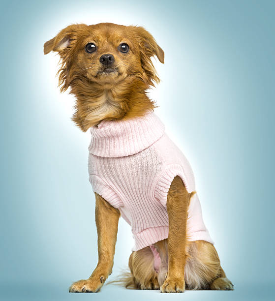 istock Dressed-up crossbreed dog sitting, on a blue gradient background 469037247