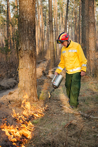 Boyarka, Ukraine - March 26, 2015: Firefighter or firemen in forest fire. It was controled forest fire or prescribed burning usind low intensity surface fire for promoting reforestation in the mature pine stand.