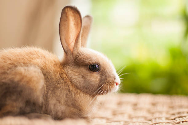 istock Little cute baby bunny 06 469038236