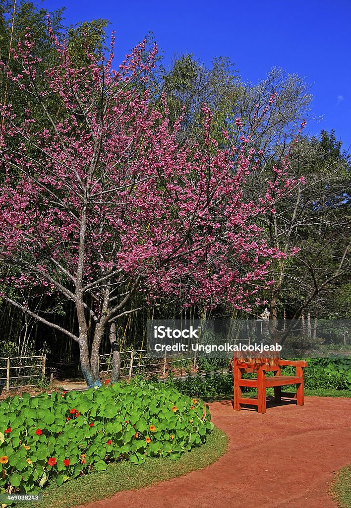 Giardino con fiori di Sakura - Foto stock royalty-free di Albero