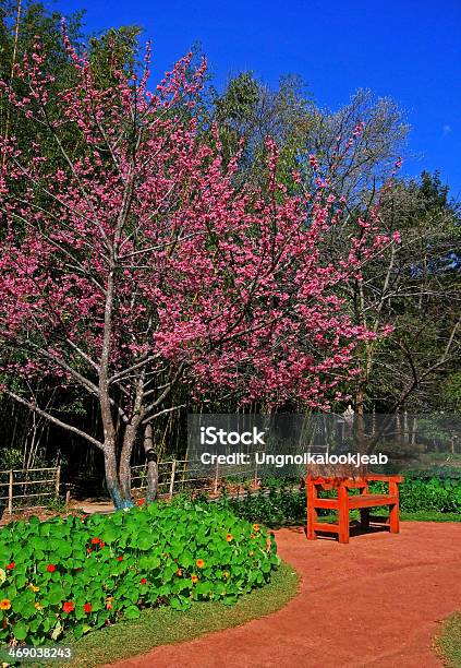 O Jardim Com Flores De Sakura - Fotografias de stock e mais imagens de Amor - Amor, Ao Ar Livre, Azul