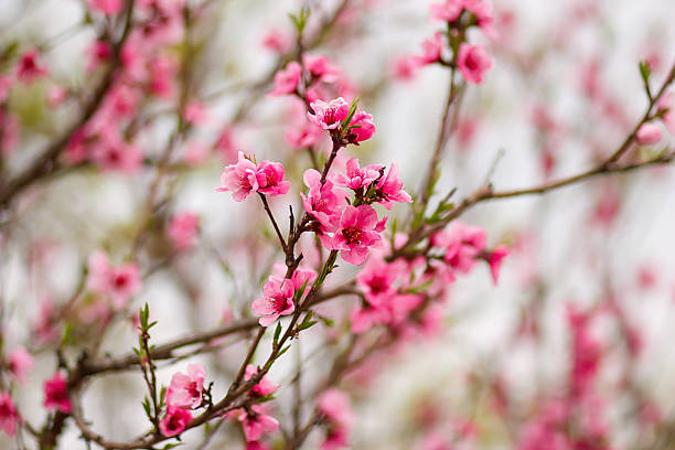 istock peach blossom in spring in the garden 469041010