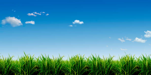 istock Lush green grass with blue sky background 469043722
