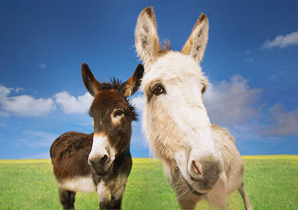 istock White And Brown Donkeys In Field 469043761
