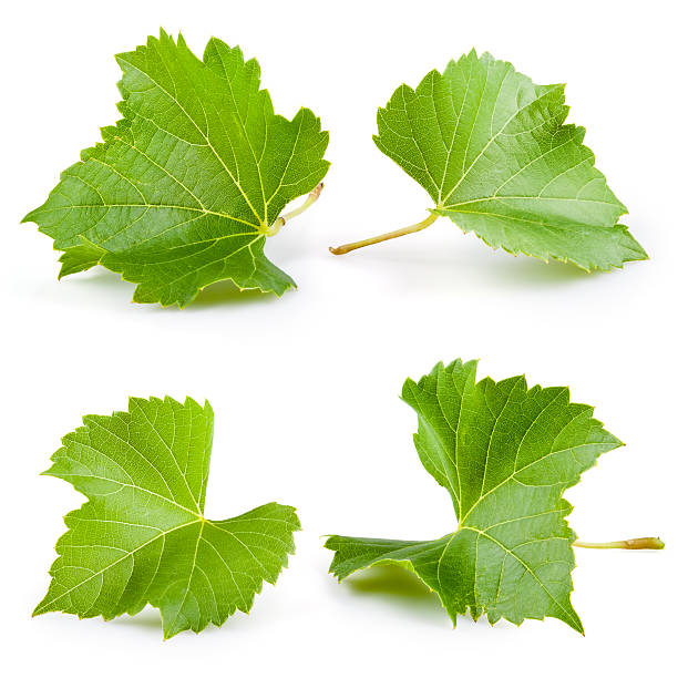 виноград листья изолирован на белом. коллекция - grape leaf стоковые фото и изображения