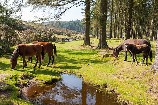Bellever Dartmoor Devon Dartmoor Ponies at Bellever in Dartmoor National Park Devon England UK Europe dartmoor photos stock pictures, royalty-free photos & images