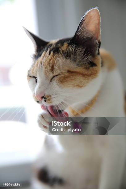 Nvexed Cat Mad Kitten Face Stock Photo - Download Image Now - Domestic Cat,  Humor, Anger - iStock