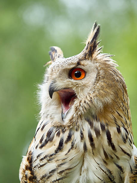istock Portrait of an Eagle Owl 469045850
