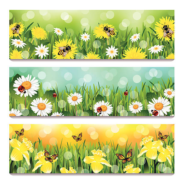ilustrações de stock, clip art, desenhos animados e ícones de banners de primavera - field image computer graphic bee