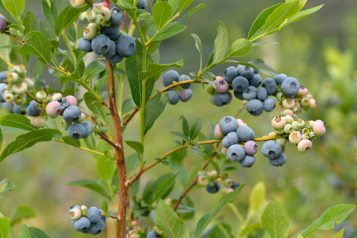 Beautiful blueberries of summer ready for picking