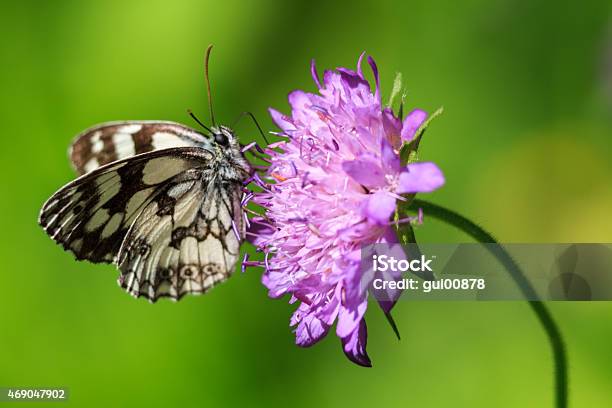 Marbled White Stock Photo - Download Image Now - Scabious, Pink Color, Butterfly - Insect