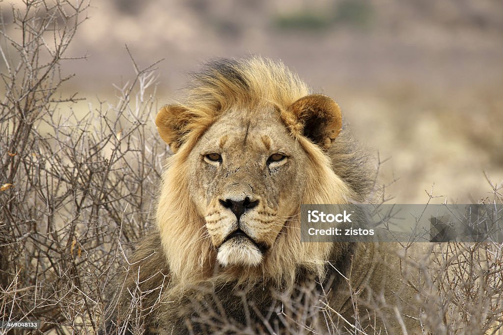 Big male African Lion Big male African lion (Panthera leo) lying in the grass, Kgalagadi Transfrontier Park, South Africa Africa Stock Photo