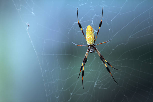 istock Golden Silk Orb-Weaver Spider 469048362