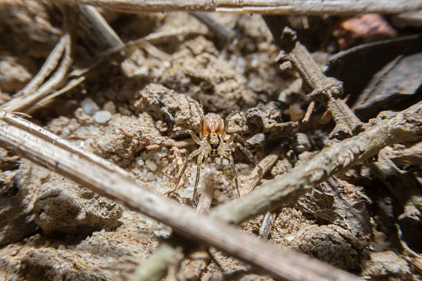 istock Small spider on the ground with close up detailed view. 469048646