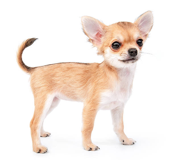 istock small cute chihuahua puppy 469048680