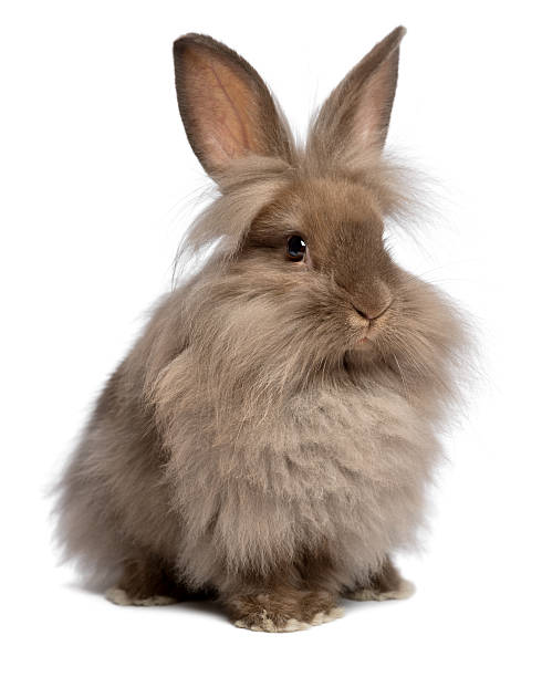 Cute sitting chocolate lionhead bunny rabbit A cute sitting chocolate colored lionhead bunny rabbit, isolated on white background fluffy rabbit stock pictures, royalty-free photos & images