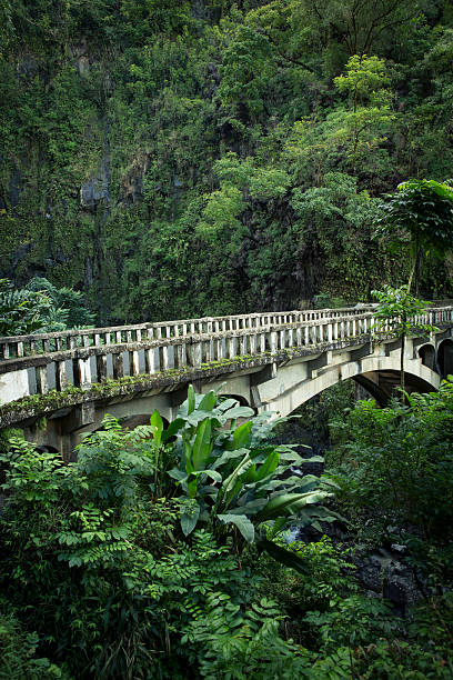 forêt tropicale à maui, hawaï. - hawaii islands maui hana road photos et images de collection