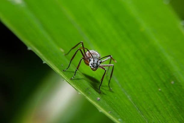 istock Ant holding on green leaf with close up detailed view. 469051766