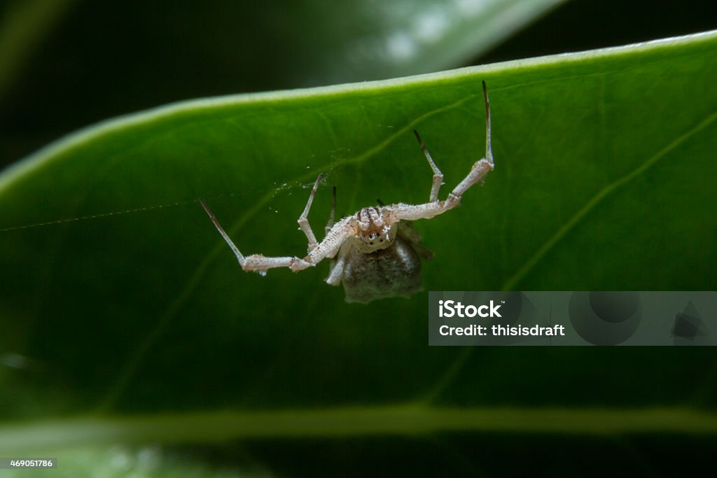 White spider holding on green leaf. White spider holding on green leaf with close up detailed view by macro lens. 2015 Stock Photo