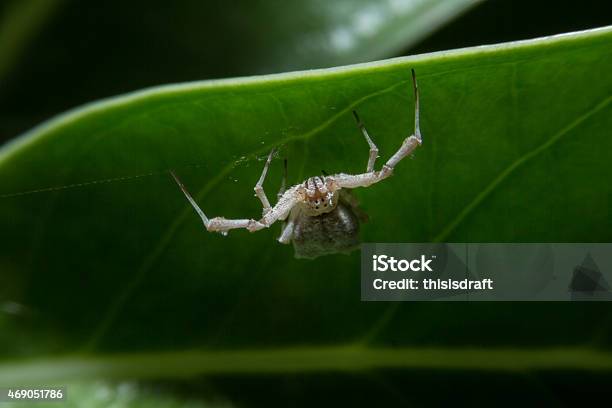 White Spider Holding On Green Leaf Stock Photo - Download Image Now - 2015, Animal, Arachnid