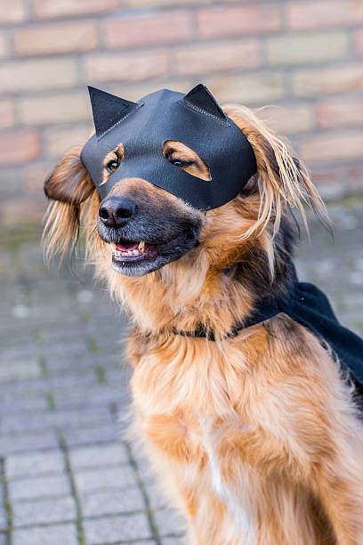 istock Dog with Zorro Mask 469051998
