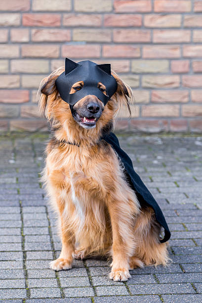 istock Dog with Zorro Mask 469052002