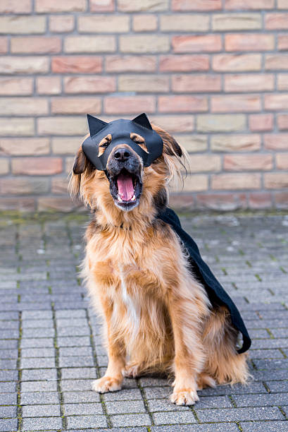 istock Dog with Zorro Mask 469052006