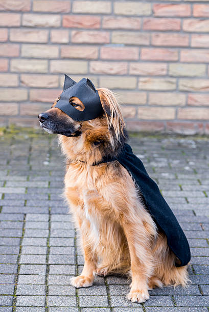 istock Dog with Zorro Mask 469052008