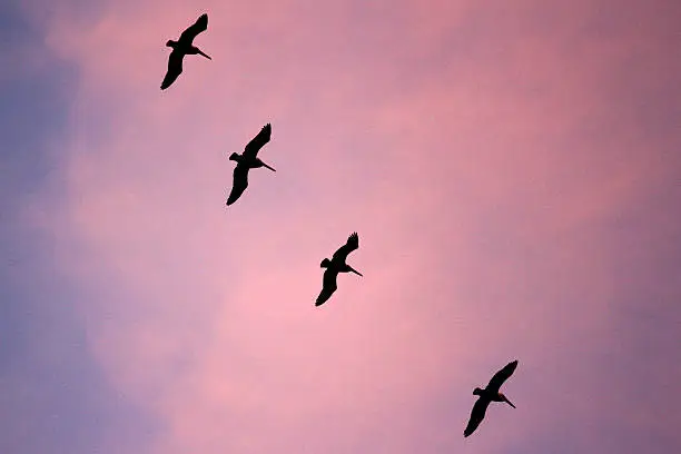 A squadron of pelicans flies through dusk.