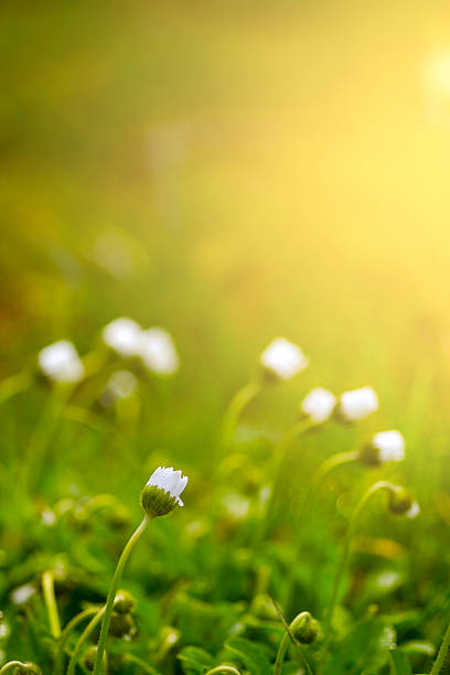 istock Morning in the field 469055546